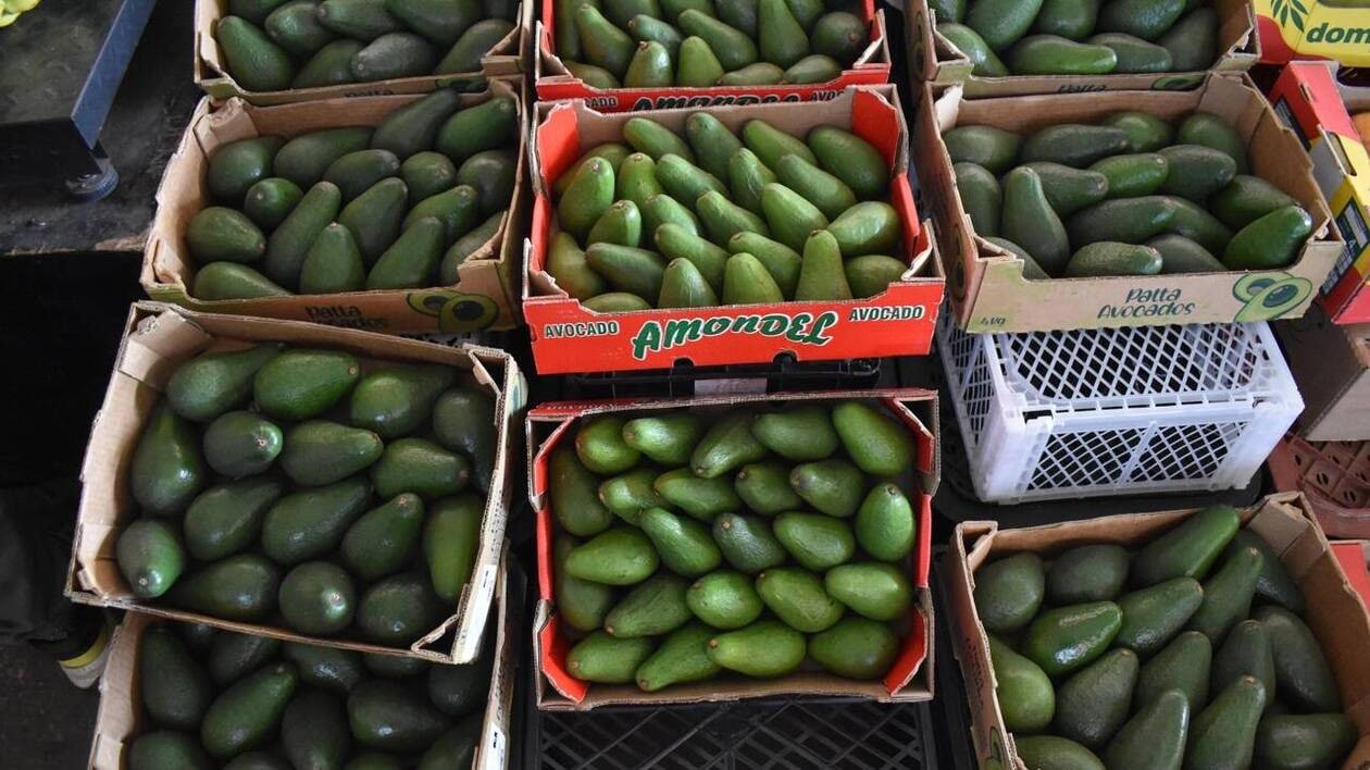 La production marocaine d’avocat bat des records