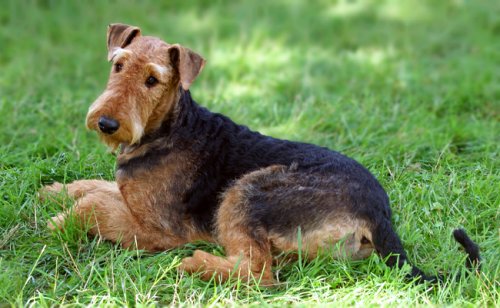 Welsh Terrier : caractère, éducation, santé, prix | Race de chien