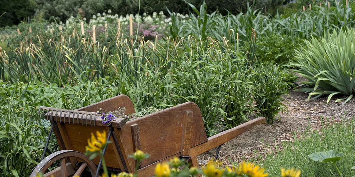 Pour être parfaitement autonome, quelle surface de jardin potager faut-il prévoir ?