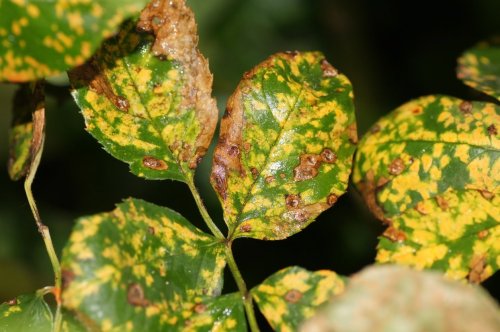 Comment traiter efficacement les rosiers avec de la bouillie bordelaise ? Notre guide pas à pas