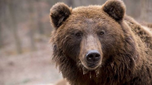 Biathlon. « J’ai eu très peur de mourir », une Finlandaise rencontre… un ours en pleine course