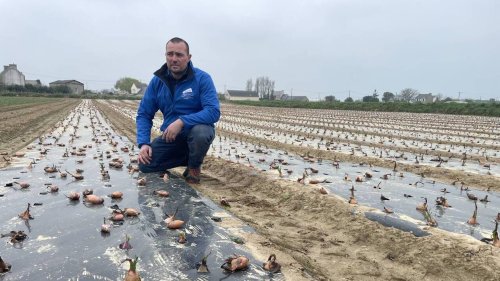 «J’ai des agri qui ont dû replanter sept fois»: en Bretagne, ils appellent à l’aide face aux choucas