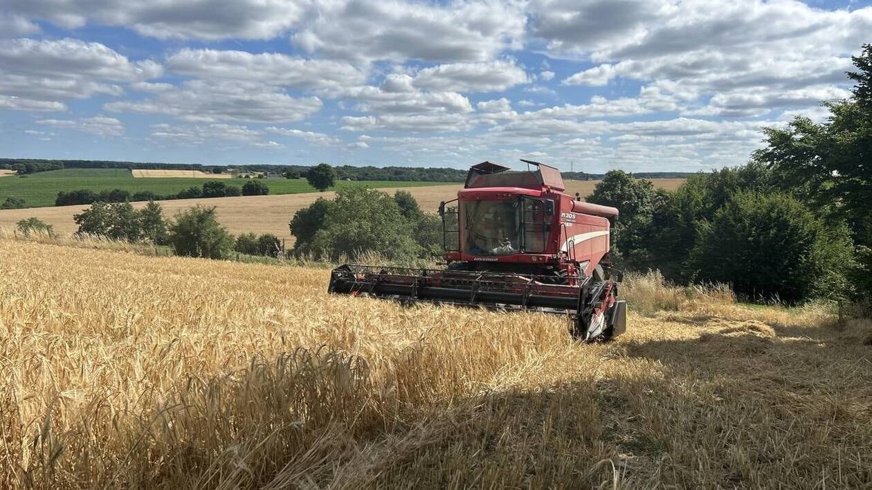 Moissons 2025. Blé, orge, maïs, colza : quel bilan pour la récolte des céréales en Sarthe ?