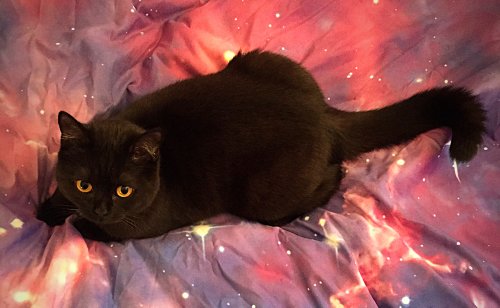 Signe astrologique du chat : comment le définir ? Quelle signification ?