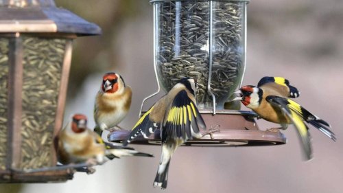 Comment fabriquer des pains de graines pour nourrir les oiseaux du jardin cet hiver en six étapes