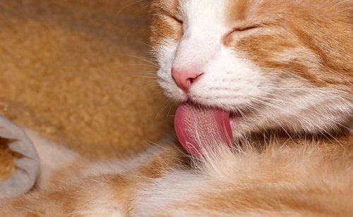 Pourquoi la langue du chat est-elle râpeuse ?