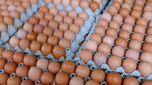 Salmonelles. Des barquettes d’œufs rappelées massivement dans toute la France