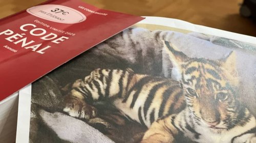 Jérôme Le Banner, ex-champion de kickboxing et acteur, condamné pour avoir adopté un bébé tigre