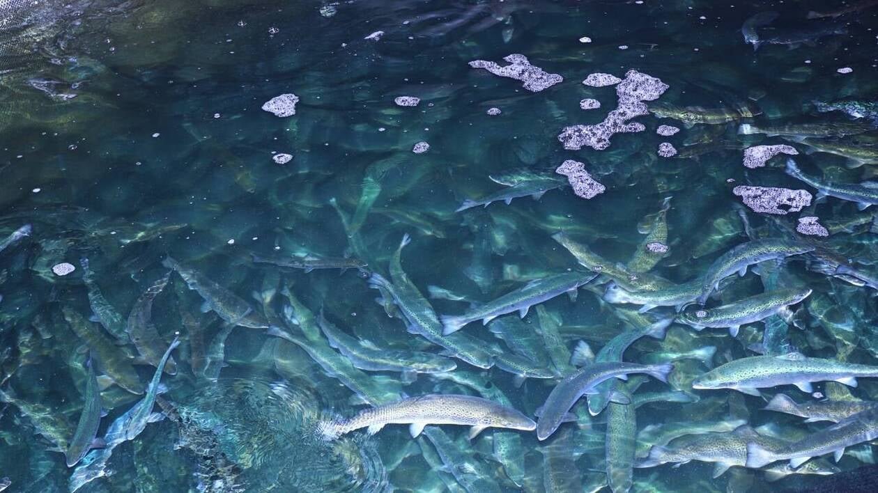 En Normandie, l’unique élevage de saumons en mer de France s’adapte face au dérèglement climatique