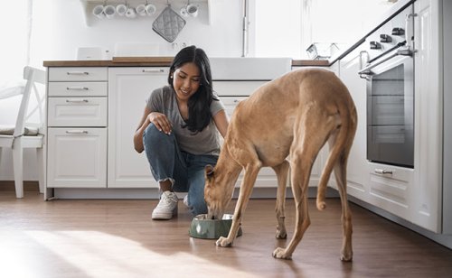 Faut-il adapter l’alimentation de son chien en fonction de sa race ?