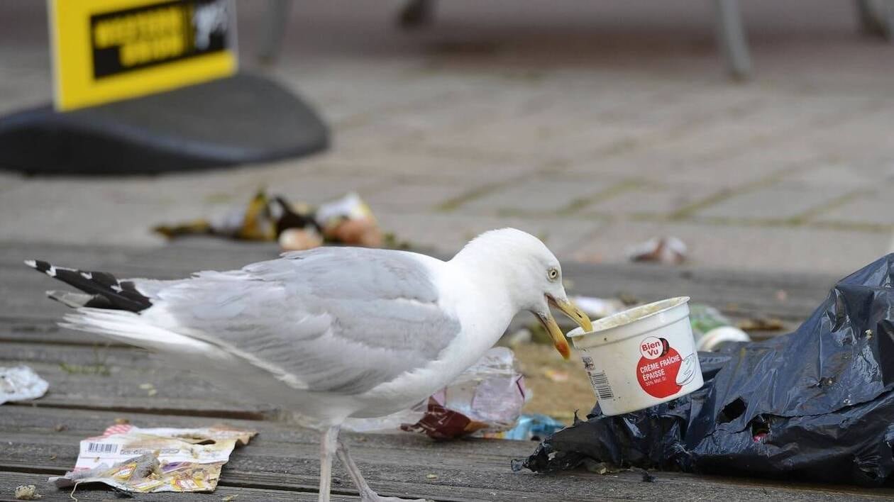 « La seule solution pour que les goélands retournent nicher en mer est de leur laisser du poisson »