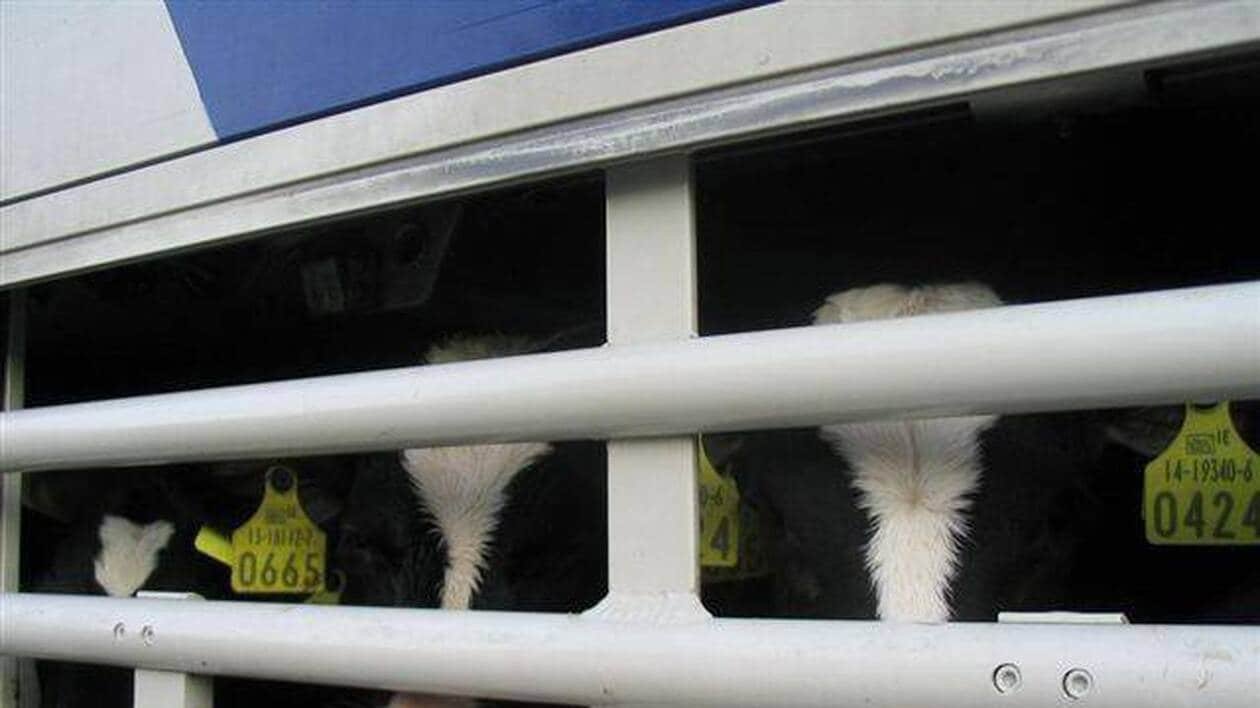 Dermatose bovine : 94 foyers confirmés en France, des camions à bestiaux contrôlés en Bretagne