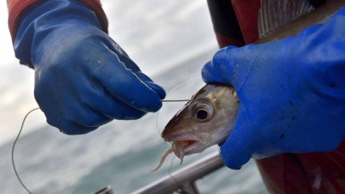 Moratoire sur la pêche au lieu jaune : le cri d’alerte des ligneurs de Bretagne