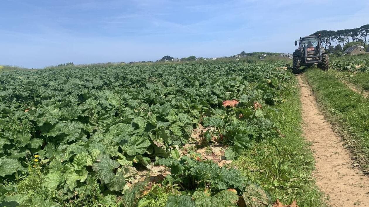 Pour le groupement légumier Cerafel, du positif malgré le recul des ventes