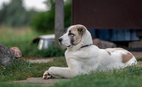 Comment le chien marque-t-il son territoire ?