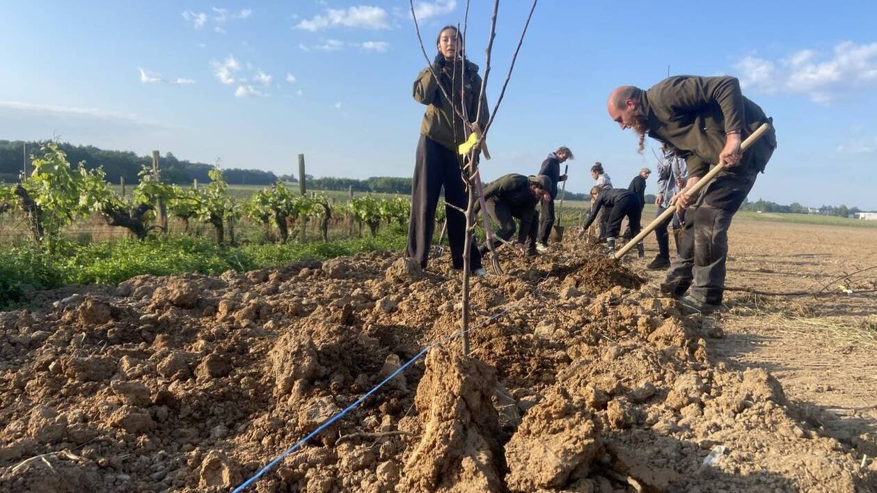 Près d’Angers. Des pommiers plantés au milieu des rangs de vigne