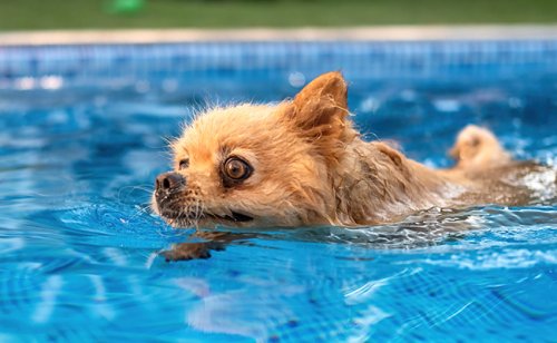 Un chien peut-il se noyer ?