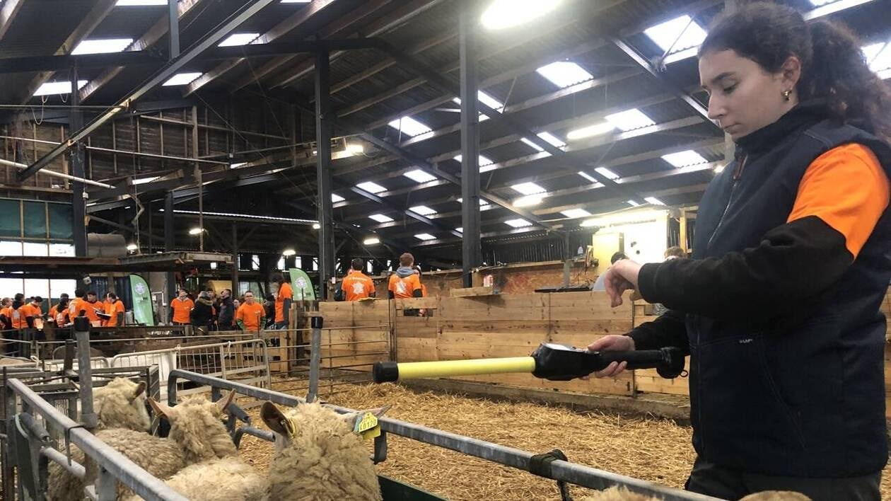 « Il y a un enjeu de renouvellement » : en Bretagne, la filière ovine cherche à séduire la jeunesse