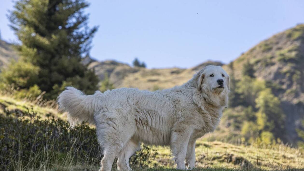 Ce village vit dans la peur à cause d’une dizaine de chiens : « Je sors avec la fourche »