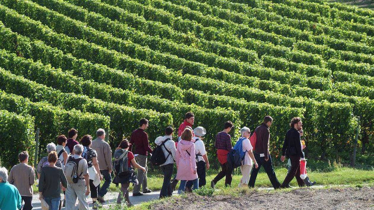 Vins de Loire : promu depuis vingt ans, l’œnotourisme dispose « encore d’un très gros potentiel »