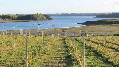 Un projet d’Indication géographique protégée bio pour les vins de Bretagne
