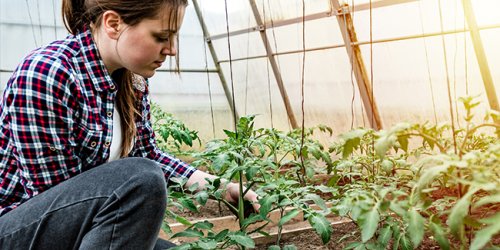 Pourquoi pincer les tomates ? Est-ce vraiment utile ? Comment faire ?
