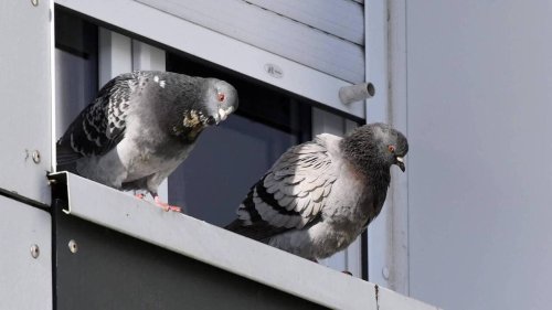 « Cette démarche était une première. » Pigeons capturés et tués à Brest ? La Ville se justifie