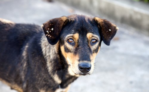 Quels sont les parasites externes du chien ? Comment s'en débarrasser ?
