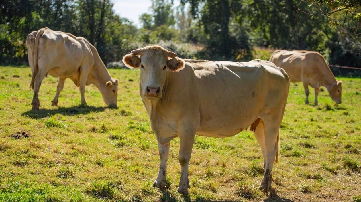 Dermatose nodulaire contagieuse : un deuxième foyer détecté dans l’Ain