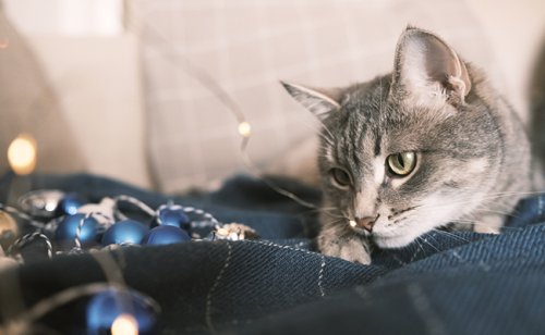 Hydrocéphalie chez le chat : causes, symptômes, traitements et prévention