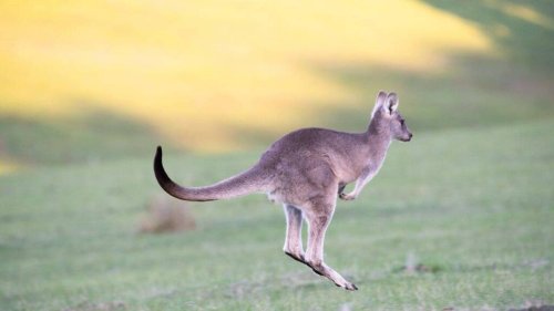 Paris. Un bébé kangourou d’une espèce rare est né au jardin des Plantes