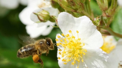 Bouton d’or, trèfle… Mieux connaître les plantes bio-indicatrices, ces lanceuses d’alerte au jardin