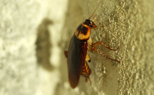 Top 10 des insectes les plus nuisibles et les plus embêtants de la maison !