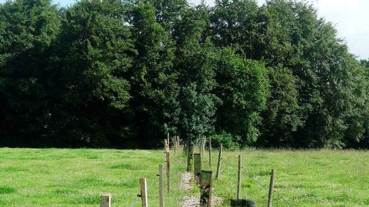 Opération groupée de plantation de haies bocagères dans le territoire des Pays de L’Aigle