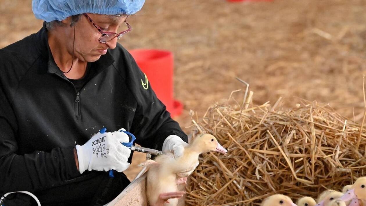 Grippe aviaire : le gouvernement ne financera plus que 40 % de la vaccination des canards