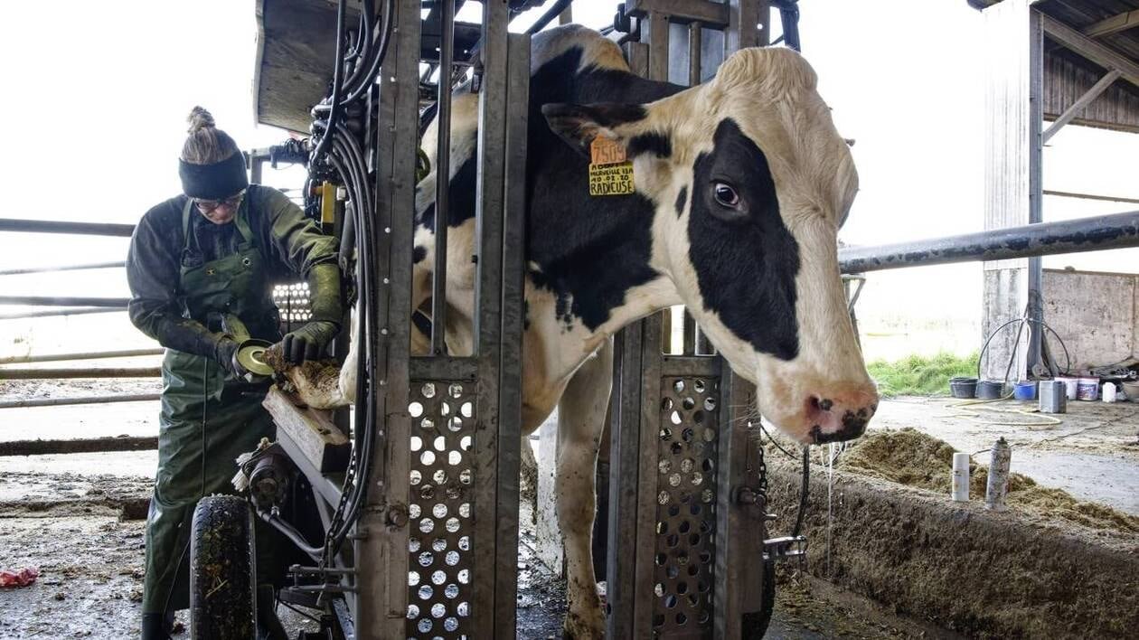 « Les éleveurs m’appellent quand leurs vaches boitent » : Charlotte Gourdon est pédicure pour bovins