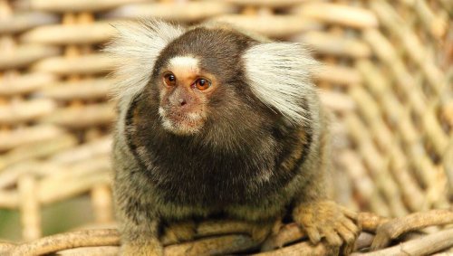 Eur Et Loir Un Bebe Ouistiti Saisi Lors D Une Perquisition Rejoint Le Zoo Refuge La Taniere Flipboard