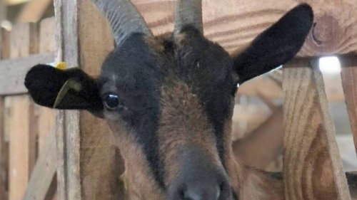 En Mayenne, une chèvre euthanasiée après une attaque de chiens