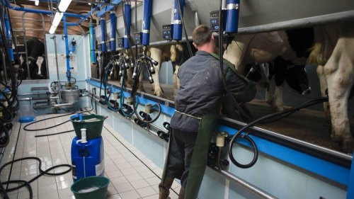 Élevage. La coopérative bretonne Innoval pèse 41 % du lait français