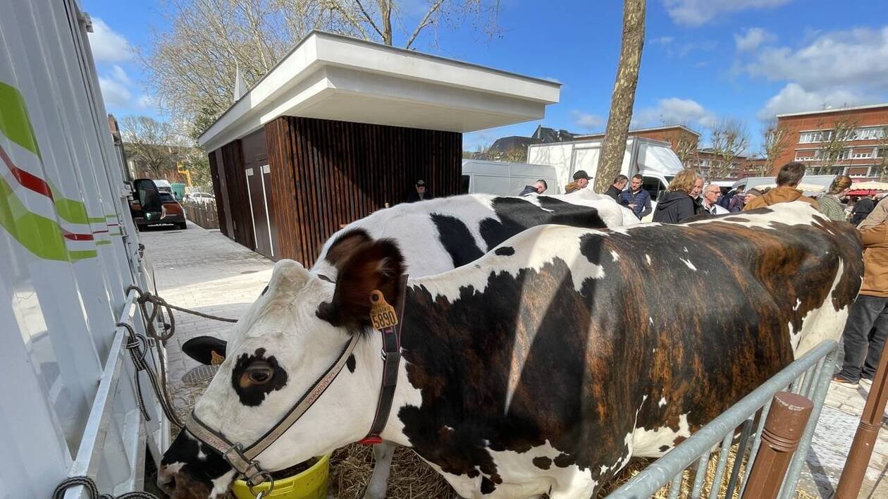 En amont du concours de races bovines, trois vaches présentées sur le marché de Lisieux