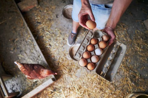 Plus de 150 œufs tous les matins ! Ces astuces magiques pour des poules heureuses et une production record