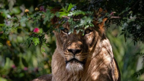 Il se fait tuer dans son jardin par le lion qu’il venait d’acheter