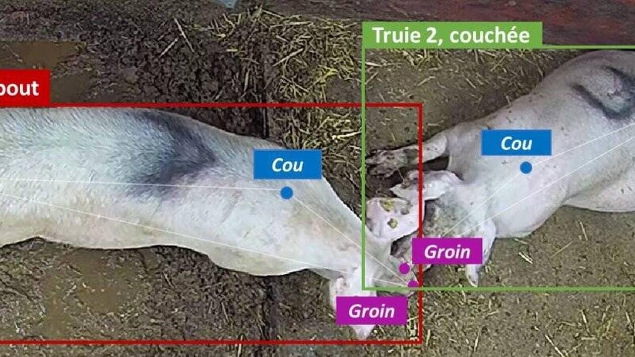 L’IA pour un monitoring en continu dans les élevages