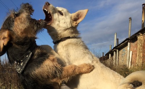 Ce qu'il faut faire pour que deux chiens deviennent amis !