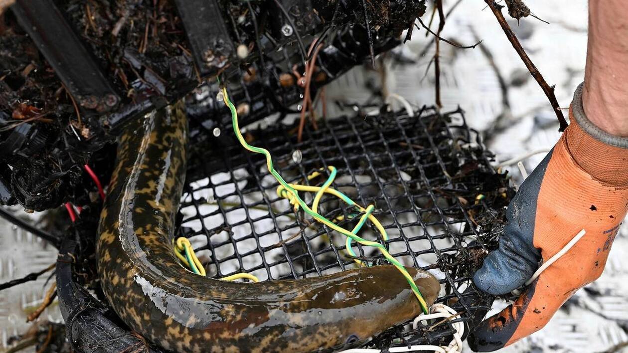 Dans la Loire, le temps de pêche de l’alose et de la lamproie réduit de moitié : « C’est un moindre mal »
