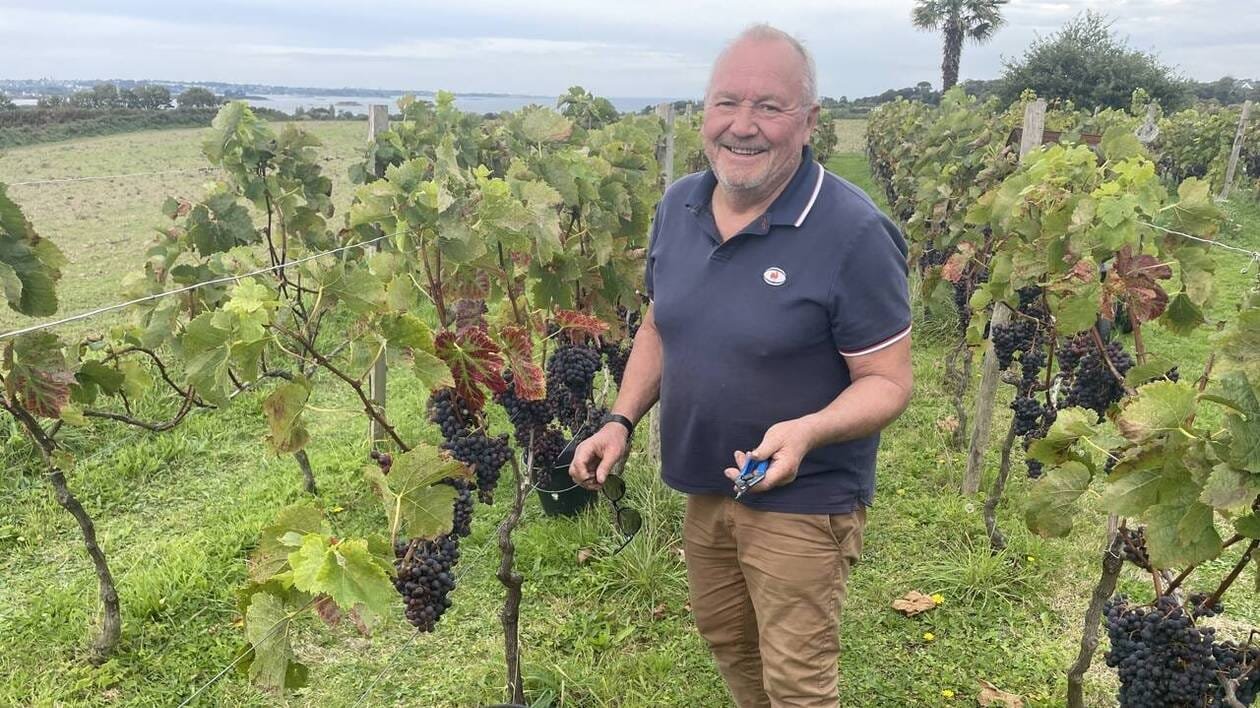 Ce retraité de 70 ans fait pousser 250 pieds de vigne en Bretagne : « C’est expérimental »