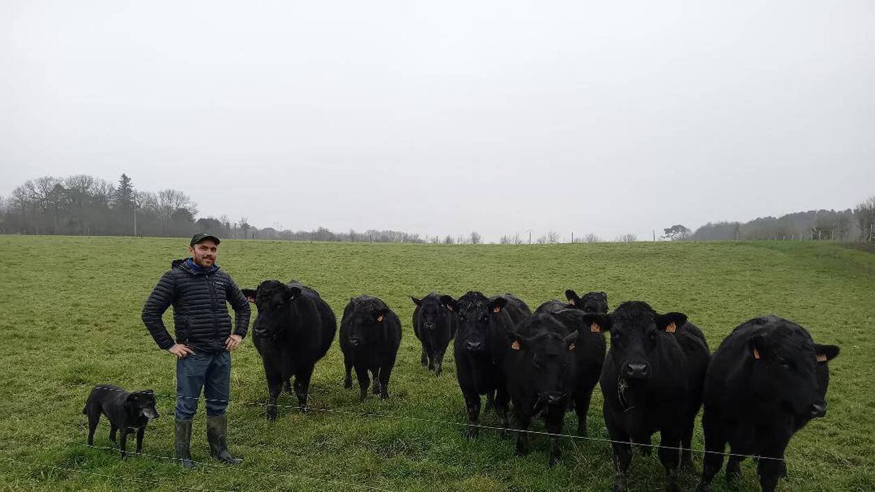 « Le climat breton convient parfaitement » : cet agriculteur élève un troupeau de vaches Black Angus