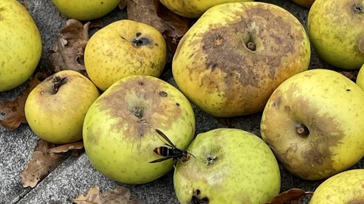 « Cette année, il y a eu moins de frelons piégés pour plus de pièges », à Grandchamp-des-Fontaines