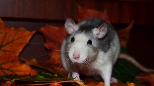 Les rats prolifèrent dans cette ville près de Nice, une femme a retrouvé « des crottes » sur son lit