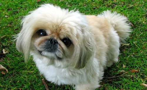 Pékinois : caractère, éducation, santé, prix | Race de chien